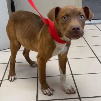Butterscotch -  Terrier and Mixed Breed Dog for Adoption in Tuscaloosa, Alabama - Butterscotch | PetCurious