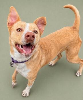 Retriever and Pit Bull Terrier Dogs Available for Adoption in Hardeeville, South Carolina - Lala | PetCurious