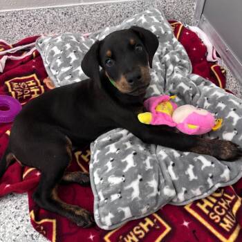 Minneapolis -  Rottweiler and Mixed Breed Dog for Adoption in Fort Wayne, Indiana - Minneapolis | PetCurious