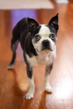 Rescue Boston Terrier Dogs for Adoption in New York, New York - Rex | PetCurious