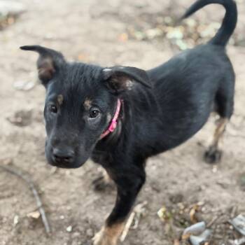 Rescue Shepherd Dogs for Adoption in Buffalo, Minnesota - Quinn | PetCurious