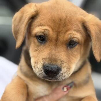 Shawn -  Labrador Retriever Dog for Adoption in Midland, Texas - Shawn | PetCurious