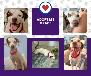 Grace (FL) -  English Pointer Dog for Adoption in Bridgeton, New Jersey - Grace (FL) | PetCurious