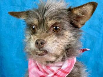 Rescue Yorkshire Terrier Dogs for Adoption in Hondo, Texas - Carly With The Darling Underbite | PetCurious