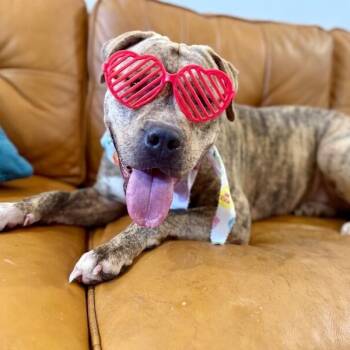 Poppy Happy Hop -  Staffordshire Bull Terrier and Boxer Dog for Adoption in Friendswood, Texas - Poppy Happy Hop | PetCurious