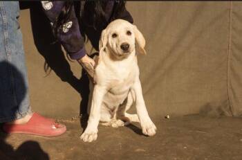 Honeybee -  Great Pyrenees and Mixed Breed Dog for Adoption in Heber City, Utah - Honeybee | PetCurious