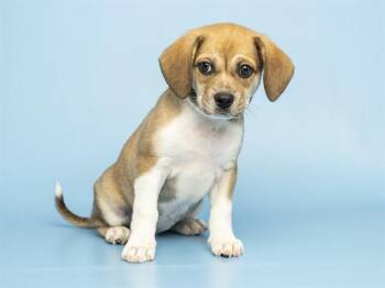 HARA -  Dachshund and Mixed Breed Dog for Adoption in Phoenix, Arizona - HARA | PetCurious