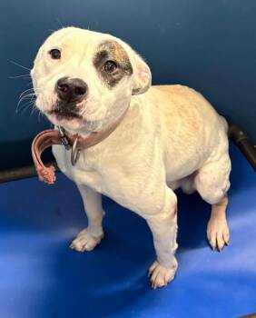 Alfred -  Mixed Breed Dog for Adoption in Henderson, North Carolina - Alfred | PetCurious