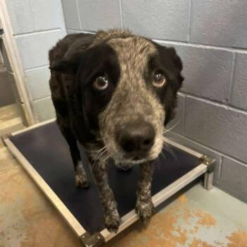 Mixed Breed Dogs Available for Adoption - Ranger | PetCurious