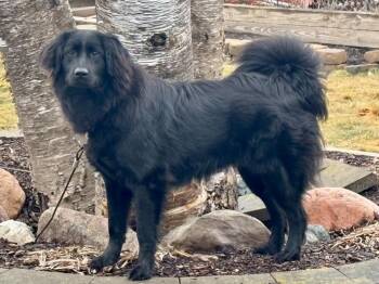 Retriever Dogs Available for Adoption - Georgette | PetCurious