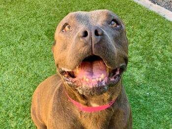 A551842 -  Pit Bull Terrier and Mixed Breed Dog for Adoption in Moreno Valley, California - A551842 | PetCurious