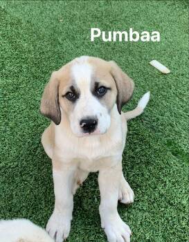 Great Pyrenees and Hound Dogs Available for Adoption in Douglas, Massachusetts - Pumbaa | PetCurious