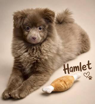 HAMLET -  Pomeranian Dog for Adoption in Crossville, Tennessee - HAMLET | PetCurious