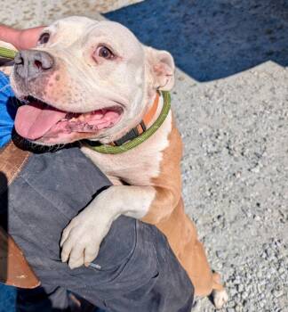 Rescue Terrier Dogs for Adoption in Winnsboro, South Carolina - Trinity | PetCurious