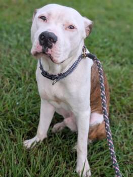 MR. NICKELS -  Mixed Breed Dog for Adoption in Jacksonville, Florida - MR. NICKELS | PetCurious