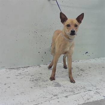 German Shepherd Dog and Mixed Breed Dogs Available for Adoption in Houston, Texas - TRINA | PetCurious