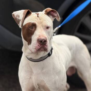 Mixed Breed Dogs Available for Adoption in Philadelphia, Pennsylvania - Luca Doncic | PetCurious