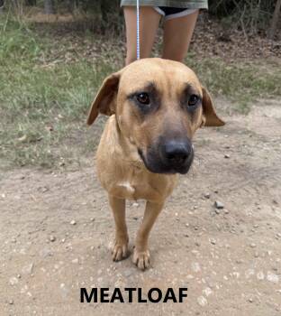 Meatloaf -  Labrador Retriever and Shepherd Dog for Adoption in Washington, Georgia - Meatloaf | PetCurious