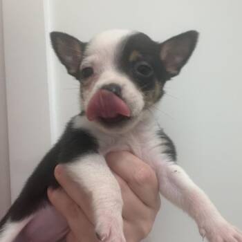 Aussie 5 -  Australian Shepherd and Mixed Breed Dog for Adoption in Baton Rouge, Louisiana - Aussie 5 | PetCurious