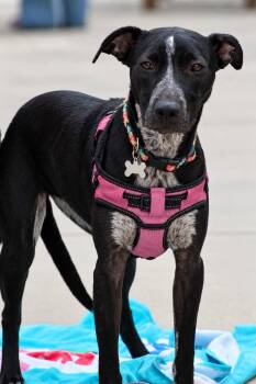 Prancer -  Labrador Retriever and Australian Cattle Dog Blue Heeler Dog for Adoption in Fort Mill, South Carolina - Prancer | PetCurious