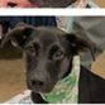 Muffin -  Shepherd and Labrador Retriever Dog for Adoption in Tampa, Florida - Muffin | PetCurious