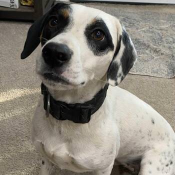 Rescue Yellow Labrador Retriever Dogs for Adoption in Lone Oak, Texas - Izzy | PetCurious