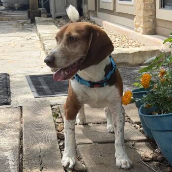 Copper -  Beagle Dog for Adoption in Austin, Texas - Copper | PetCurious