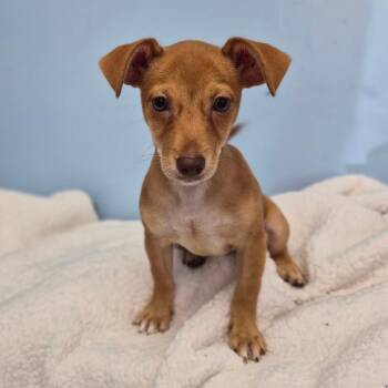 Chevy -  Chihuahua Dog for Adoption in Wahiawa, Hawaii - Chevy | PetCurious