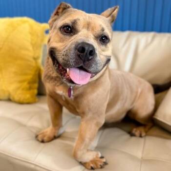 American Staffordshire Terrier and American Bully Dogs Available for Adoption in Friendswood, Texas - Peggy Princess The Squishy Faced Sweetheart | PetCurious