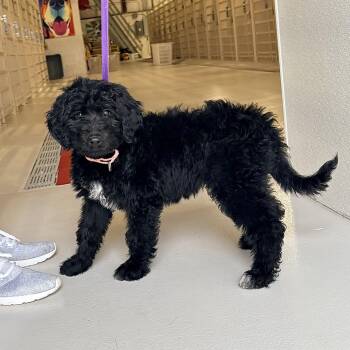 Sheepadoodle Dogs Available for Adoption in Chicago, Illinois - Quince | PetCurious