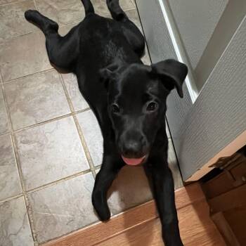 Lupine -  Border Collie and Labrador Retriever Dog for Adoption in Austin, Texas - Lupine | PetCurious