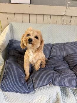 Esme -  Poodle and Maltese Dog for Adoption in Fort Worth, Texas - Esme | PetCurious
