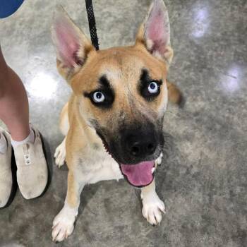 Thayer -  Shepherd and Husky Dog for Adoption in Hannibal, Missouri - Thayer | PetCurious