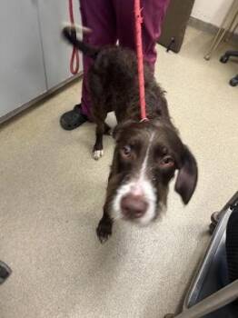 Boone -  German Wirehaired Pointer and Mixed Breed Dog for Adoption in Palm Coast, Florida - Boone | PetCurious