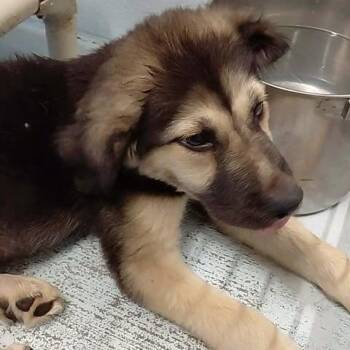 Theo 26-06-065 -  Shepherd and Husky Dog for Adoption in Bastrop, Texas - Theo 26-06-065 | PetCurious