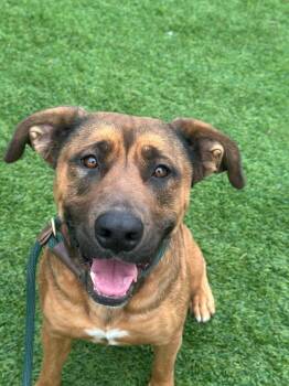 Shepherd Dogs Available for Adoption - Scarlett Johansson | PetCurious
