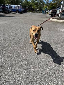 Mixed Breed Dogs Available for Adoption in Palmetto, Florida - A136040 | PetCurious