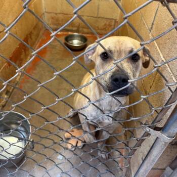 Rescue Pit Bull Terrier Dogs for Adoption in Douglas, Arizona - (CCSO)Jean | PetCurious