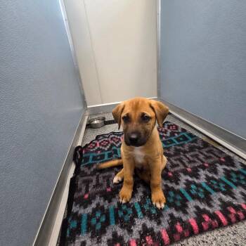Koa -  Black Mouth Cur and Labrador Retriever Dog for Adoption in North Battleford, Saskatchewan - Koa | PetCurious