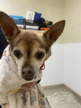 Eros -  Chihuahua Dog for Adoption in Vancouver, Washington - Eros | PetCurious