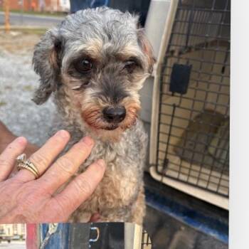 Rylee -  Miniature Poodle Dog for Adoption in Normal, Illinois - Rylee | PetCurious