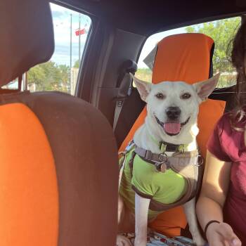 Rescue Mixed Breed and Australian Cattle Dog Blue Heeler Dogs for Adoption in Harlingen, Texas - Morty | PetCurious