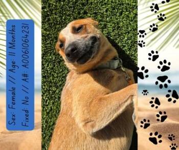 Meadow -  Cattle Dog and Mixed Breed Dog for Adoption in Fresno, California - Meadow | PetCurious