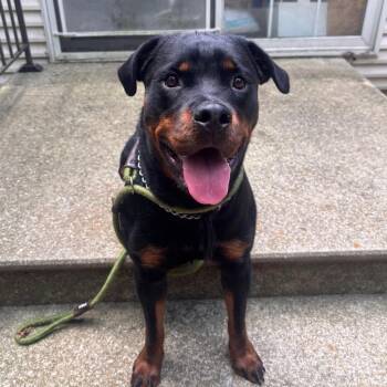 Onyx -  Rottweiler Dog Available for Adoption in Belleville, Illinois - Onyx | PetCurious