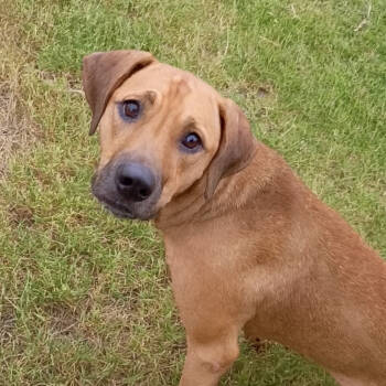Rescue Black Mouth Cur Dogs for Adoption in Corsicana, Texas - Pumpkin D45682 | PetCurious
