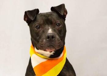 Gonta -  American Staffordshire Terrier Dog for Adoption in Sanford, Florida - Gonta | PetCurious