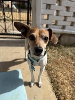 Chihuahua and Mixed Breed Dogs Available for Adoption - Shadow | PetCurious