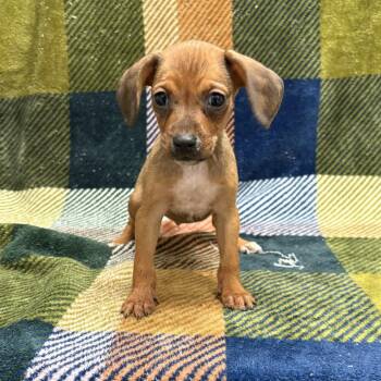 Theodore -  Dachshund and Terrier Dog for Adoption in Beaumont, Texas - Theodore | PetCurious