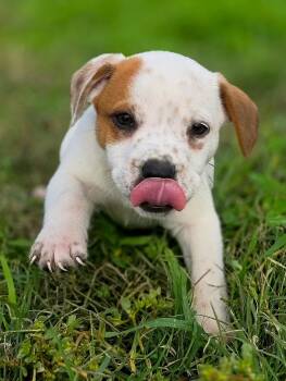 Rescue Terrier Dogs for Adoption in Penryn, California - Stitch | PetCurious