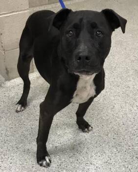 Rescue Pit Bull Terrier and Mixed Breed Dogs for Adoption in Conroe, Texas - BELLE | PetCurious